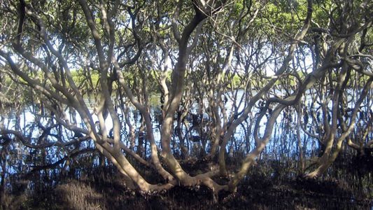 mangrove-forest.jpg
