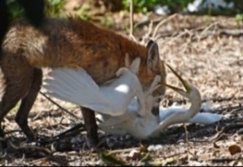Image of a fox with a large bird in its mouth