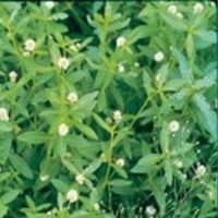 Close up image of Alligator Weed that is green with white flowers