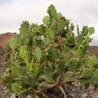Close up image of a Drooping prickly pear Weed with thick prickly leaves