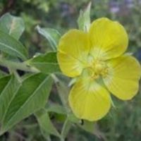 Close up image of a Ludwigia Weed that is green with a bright big yellow flower