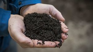 Image of hands holding composted soil