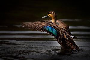 brown duck photograph with colorful blue feathers on its wings