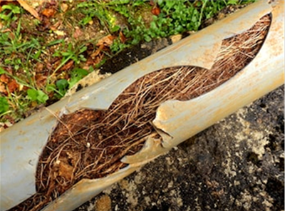 Sewer pipe blocked by tree roots